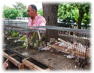 Ein Händler mit verschiedenen Vögeln in Käfigen